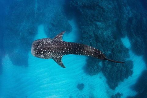 Swim With Whale Sharks- The Largest Fish In The World! - Accommodation ACT 14