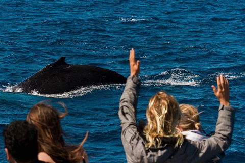 Swim With Whale Sharks- The Largest Fish In The World! - Accommodation ACT 32