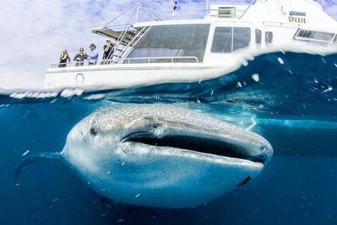 Swim With Whale Sharks- The Largest Fish In The World! - Accommodation ACT 34