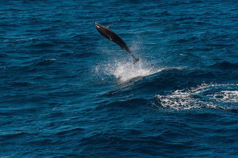 Swim With Whale Sharks- The Largest Fish In The World! - Accommodation ACT 31