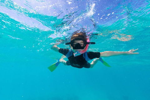 Swim With Whale Sharks- The Largest Fish In The World! - Accommodation ACT 19