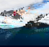 VIP luxury chartered escapes exploring the reef at your own pace - Accommodation ACT