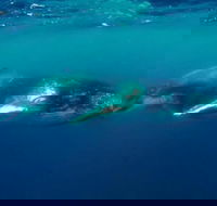 Humpback Whale Swim Tour - Accommodation ACT