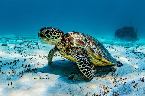 Turtle And Reef Adventure - Accommodation ACT 0
