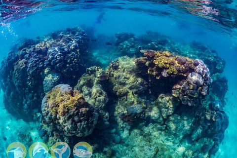 Turtle And Reef Adventure - Accommodation ACT 1