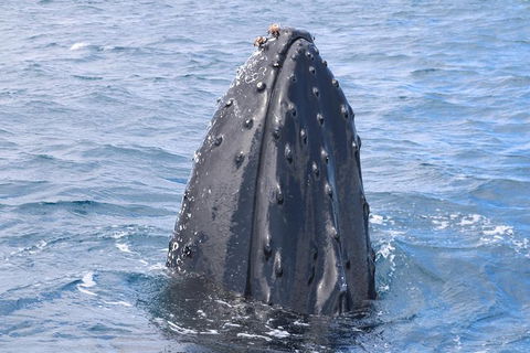 Jet Boat Whale Watching Safari From Dunsborough - Accommodation ACT 1
