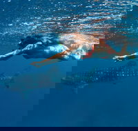 Swim with Whale Sharks - Ningaloo Reef - 3 Islands Whale Shark Dive - Accommodation ACT