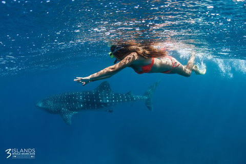 Swim With Whale Sharks - Ningaloo Reef - 3 Islands Whale Shark Dive - Accommodation ACT 0