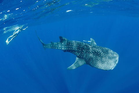 Swim With Whale Sharks - Ningaloo Reef - 3 Islands Whale Shark Dive - Accommodation ACT 18