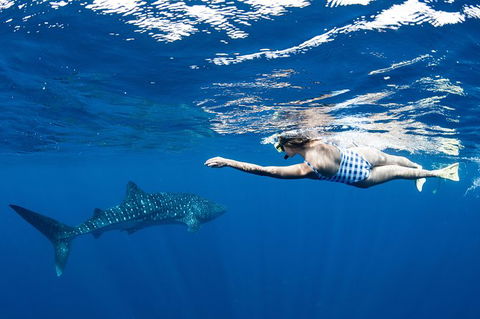 Swim With Whale Sharks - Ningaloo Reef - 3 Islands Whale Shark Dive - Accommodation ACT 21