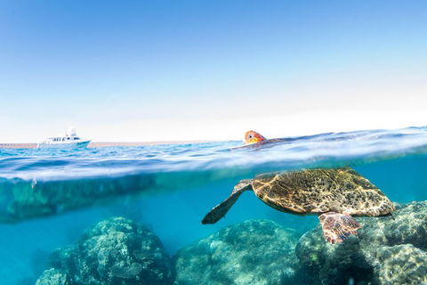 Swim With Whale Sharks - Ningaloo Reef - 3 Islands Whale Shark Dive - Accommodation ACT 23