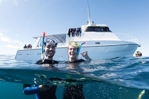 Swim With Whale Sharks - Ningaloo Reef - 3 Islands Whale Shark Dive - Accommodation ACT 20