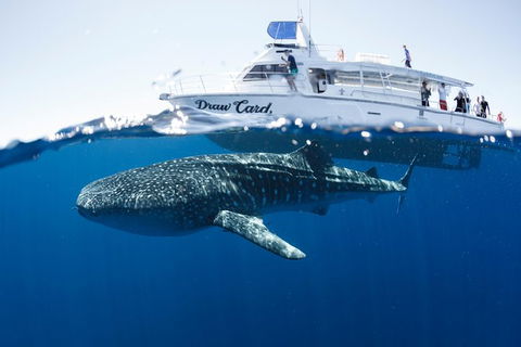 Swim With Whale Sharks - Ningaloo Reef - 3 Islands Whale Shark Dive - Accommodation ACT 9