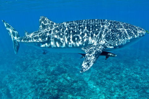 Swim With Whale Sharks - Ningaloo Reef - 3 Islands Whale Shark Dive - Accommodation ACT 13