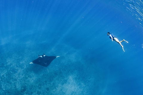 Swim With Whale Sharks - Ningaloo Reef - 3 Islands Whale Shark Dive - Accommodation ACT 19