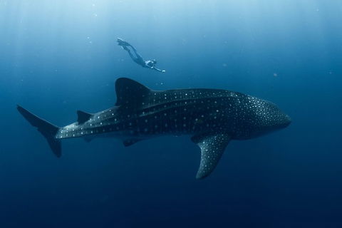 Swim With Whale Sharks - Ningaloo Reef - 3 Islands Whale Shark Dive - Accommodation ACT 8