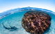 Swim With Whale Sharks - Ningaloo Reef - 3 Islands Whale Shark Dive - thumb 10