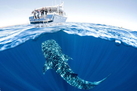 Swim With Whale Sharks - Ningaloo Reef - 3 Islands Whale Shark Dive - Accommodation ACT 3