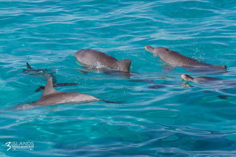 Swim With Whale Sharks - Ningaloo Reef - 3 Islands Whale Shark Dive - Accommodation ACT 7