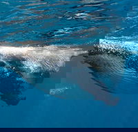Swim with Humpback Whales - Ningaloo Reef - 3 Islands Whale Shark Dive - Accommodation ACT