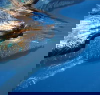 Ningaloo Whale Shark Swim on a Powerboat - Accommodation ACT