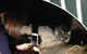 Nocturnal Wildlife Tour From Busselton Or Dunsborough - thumb 1