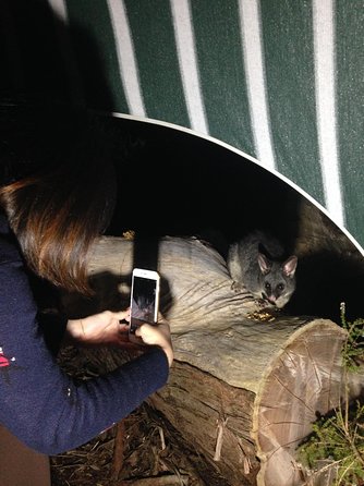 Nocturnal Wildlife Tour From Busselton Or Dunsborough - Accommodation ACT 1