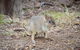 Nocturnal Wildlife Tour From Busselton Or Dunsborough - thumb 0