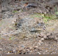 Nocturnal Wildlife Tour from Busselton or Dunsborough - Accommodation ACT