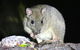 Nocturnal Wildlife Tour From Busselton Or Dunsborough - thumb 2