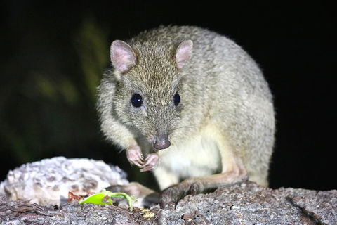 Nocturnal Wildlife Tour From Busselton Or Dunsborough - Accommodation ACT 2
