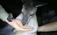 Nocturnal Wildlife Tour From Busselton Or Dunsborough - thumb 3