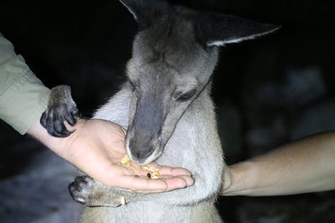 Nocturnal Wildlife Tour From Busselton Or Dunsborough - Accommodation ACT 3