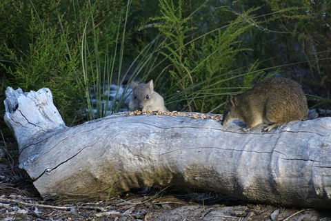 Nocturnal Wildlife Tour From Busselton Or Dunsborough - Accommodation ACT 8