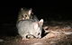 Nocturnal Wildlife Tour From Busselton Or Dunsborough - thumb 7