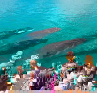 Humpback Whale Sunset Cruise - Accommodation ACT