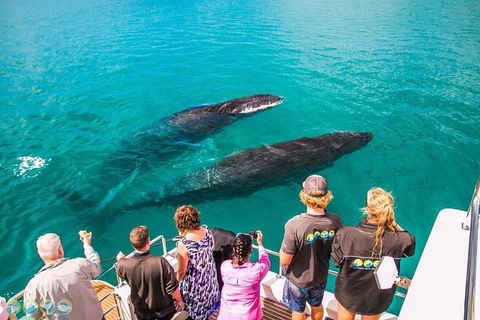 Humpback Whale Sunset Cruise - Accommodation ACT 0
