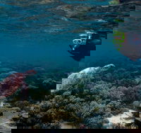 3 Night Ningaloo Reef Snorkel and Dive Getaway from Coral Bay - Accommodation ACT