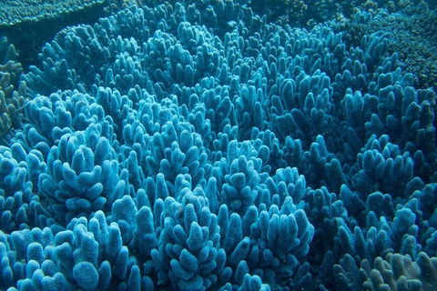 Muiron Island Dive & Snorkel Tour - Accommodation ACT 3