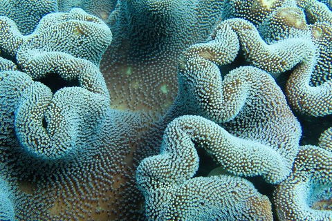 Muiron Island Dive & Snorkel Tour - Accommodation ACT 5
