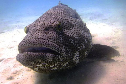Muiron Island Dive & Snorkel Tour - Accommodation ACT 4