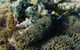 Muiron Island Dive & Snorkel Tour - thumb 2