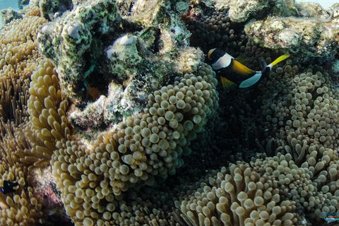 Muiron Island Dive & Snorkel Tour - Accommodation ACT 2