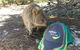 Rottnest Island Segway Tour: Fortress Adventure Tour - thumb 1