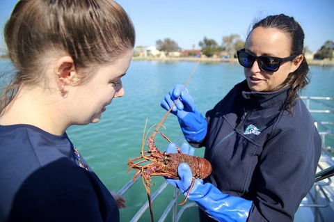 Mandurah Dolphin And Scenic Marine Cruise - Accommodation ACT 8