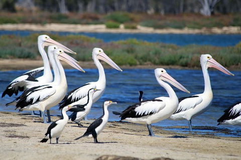 Mandurah Dolphin And Scenic Marine Cruise - Accommodation ACT 7