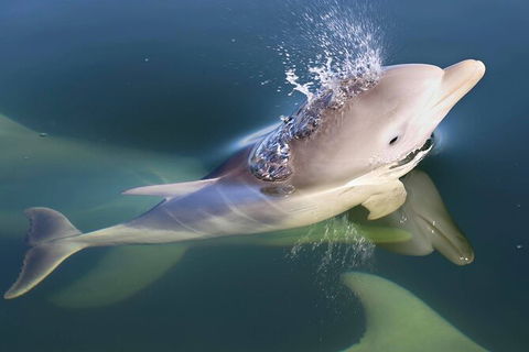 Mandurah Dolphin And Scenic Marine Cruise - Accommodation ACT 4
