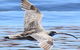 Mandurah Dolphin Island Adventure - thumb 7