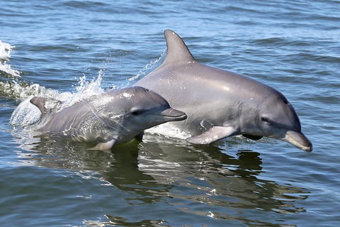 Mandurah Dolphin Island Adventure - Accommodation ACT 6