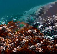 Ningaloo Reef or Muiron Islands Snorkeling and Wildlife Adventure - Accommodation ACT